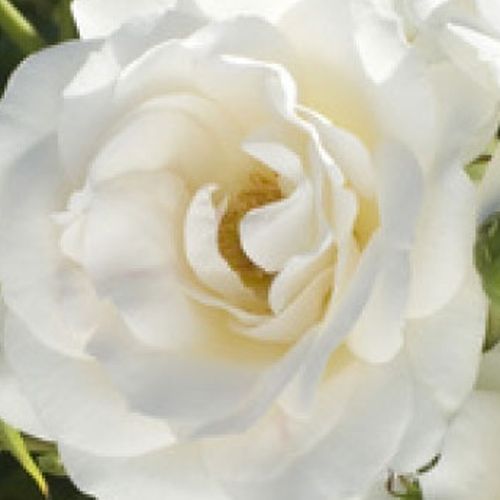 Rosa Carte Blanche® - trandafir cu parfum intens - Trandafir copac cu trunchi înalt - cu flori în buchet - alb - Alain Antoine Meilland - coroană tufiș - ,-